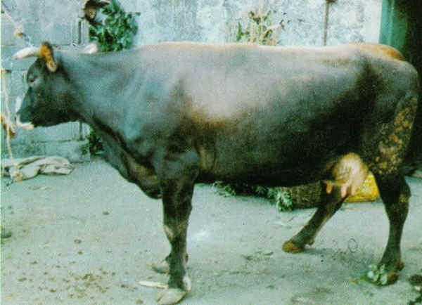 Agerolese - Cow